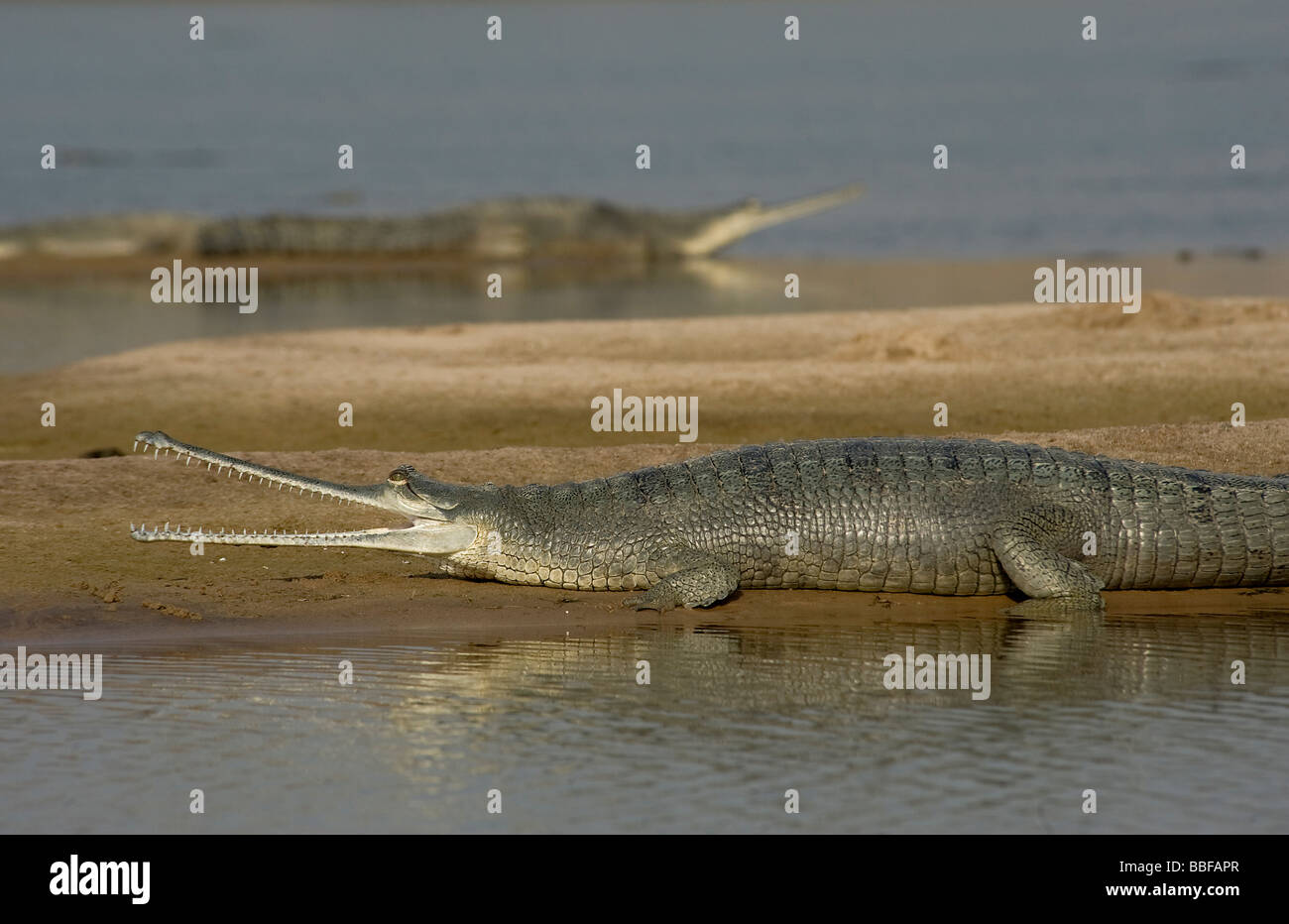 Gharial hauled out on sandbank Chambal River India Stock Photo