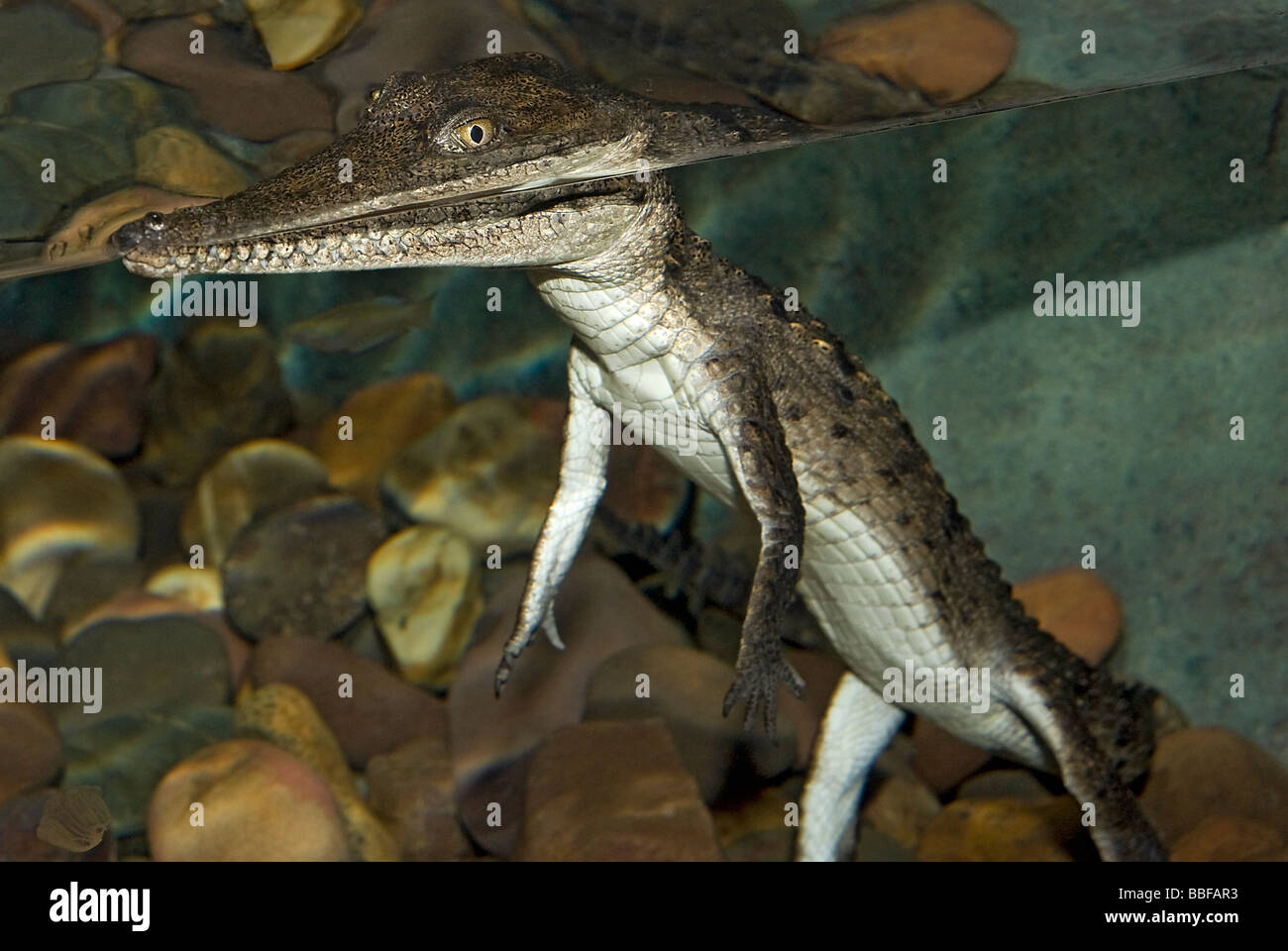 Crocodilian hatchling breaking water surface showing how most of the body lies submerged Stock Photo