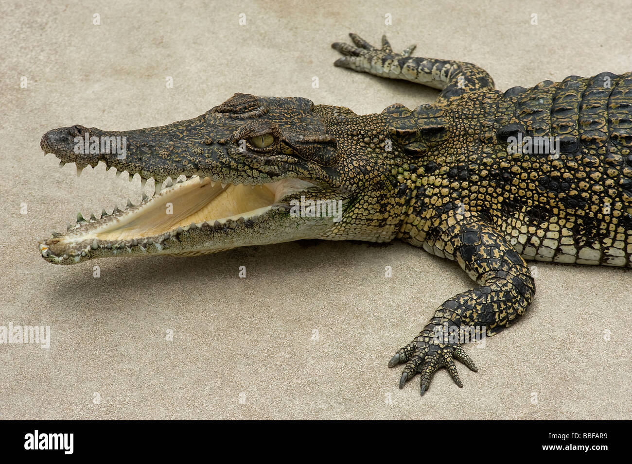 Farmed saltwater crocodile Crocodylus porosus with mouth agape Australia Stock Photo