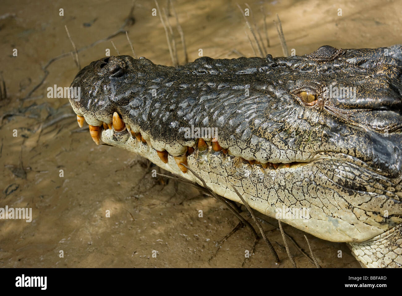 Saltwater crocodile Crocodylus porosus with mouth closed Aldelaide River Australia Stock Photo