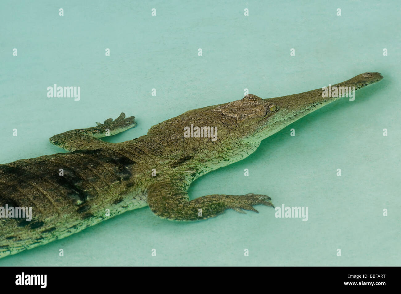 Freshwater crocodile Crocodylus johnstoni or freshie has a slender snout Australia Stock Photo