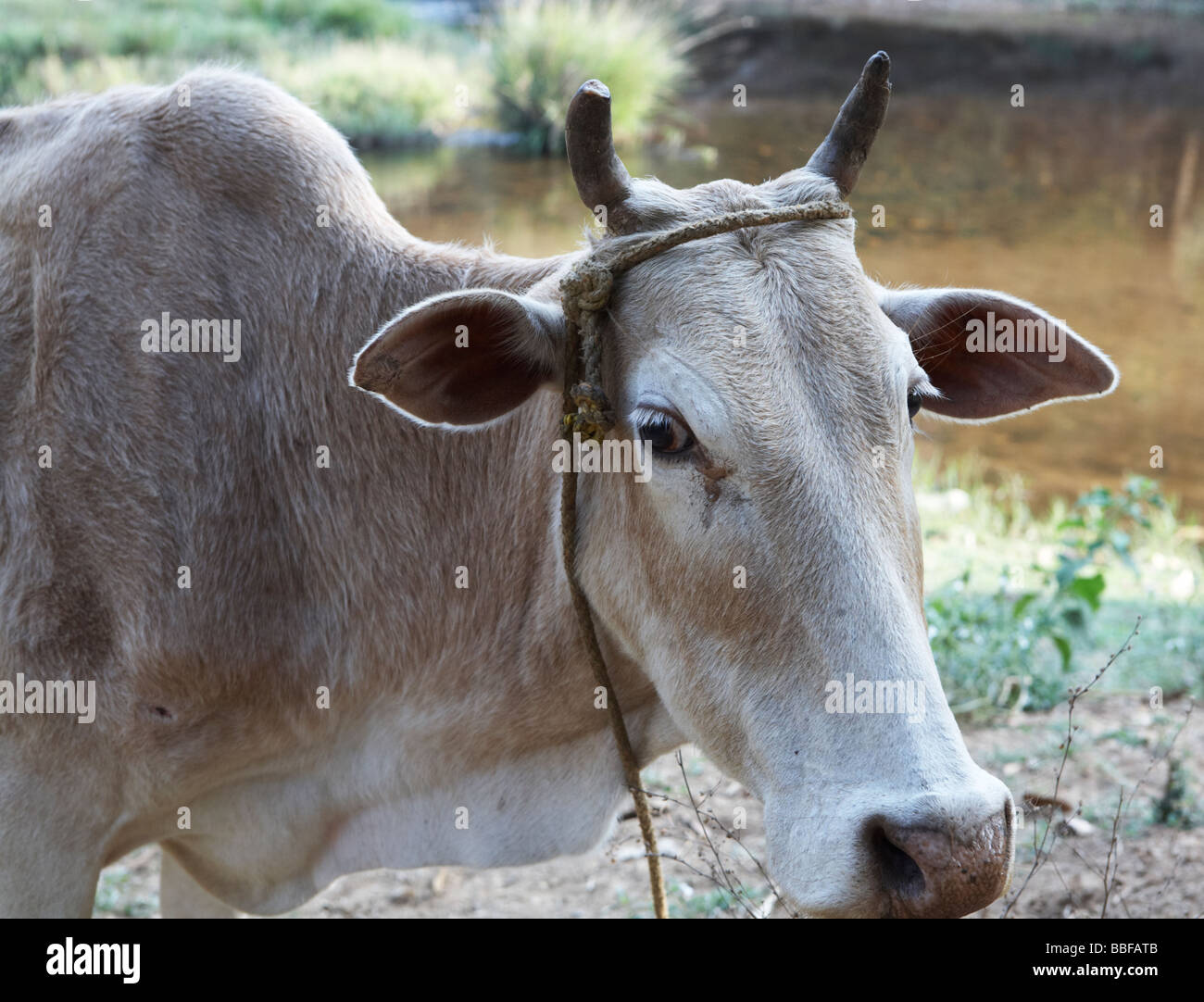 Sacred Cow Kerala India Stock Photo