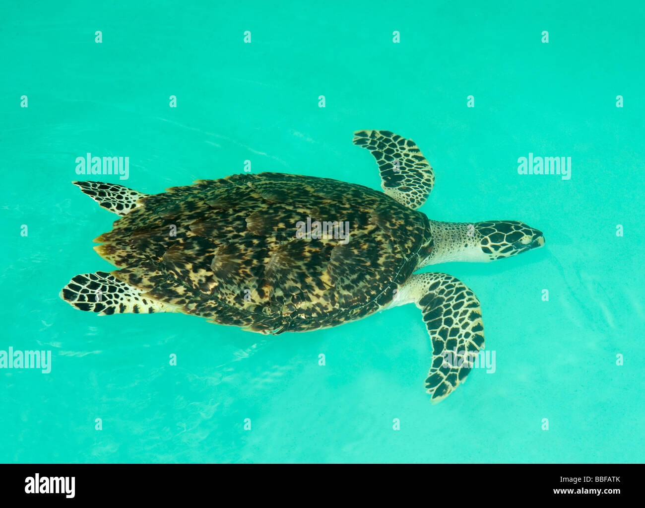 The hawksbill turtle Eretmochelys imbricata is critically endangered Stock Photo