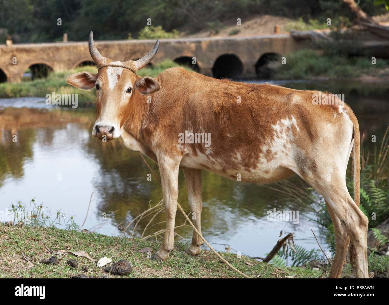 Sacred Cow Kerala India Stock Photo