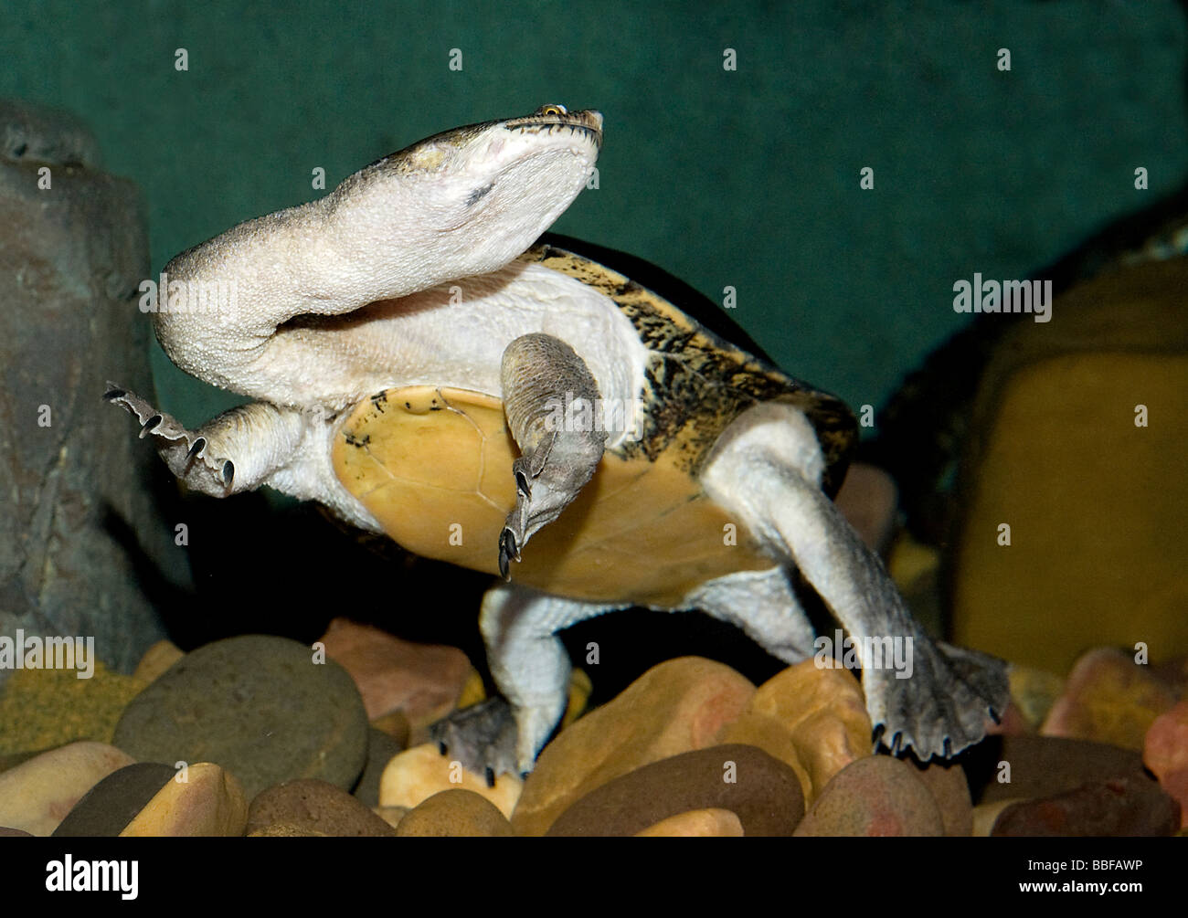 Sandstone longneck or snakeneck turtle Australia Stock Photo