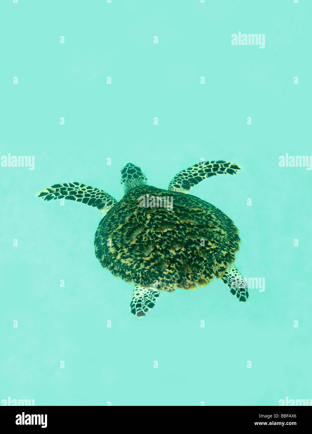 Hawksbill turtle Eretmochelys imbricata is critically endangered Stock Photo