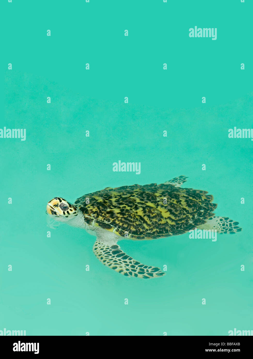 Hawksbill turtle swimming with head above surface Stock Photo
