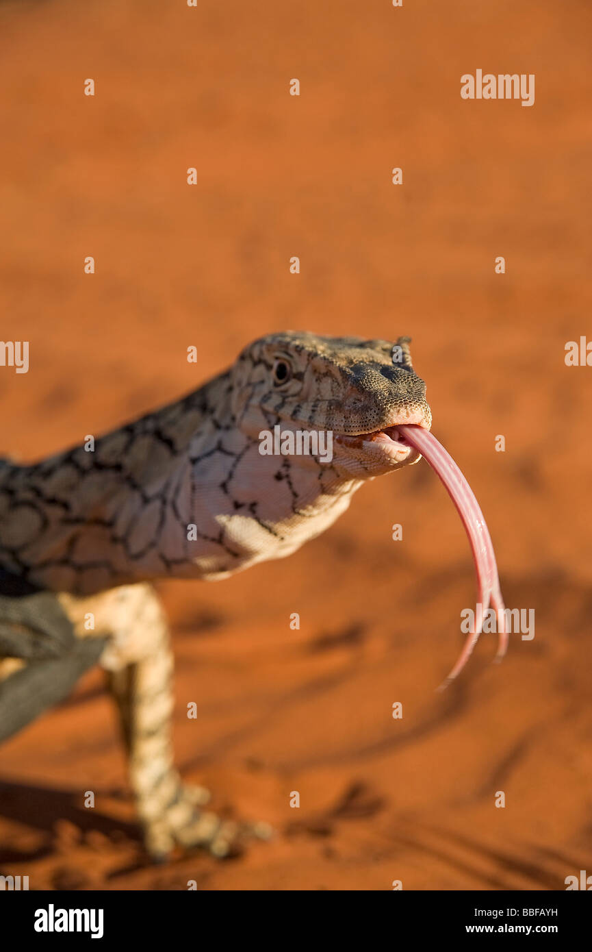 Perentie goanna extends long forked tongue to taste surroundings NT ...
