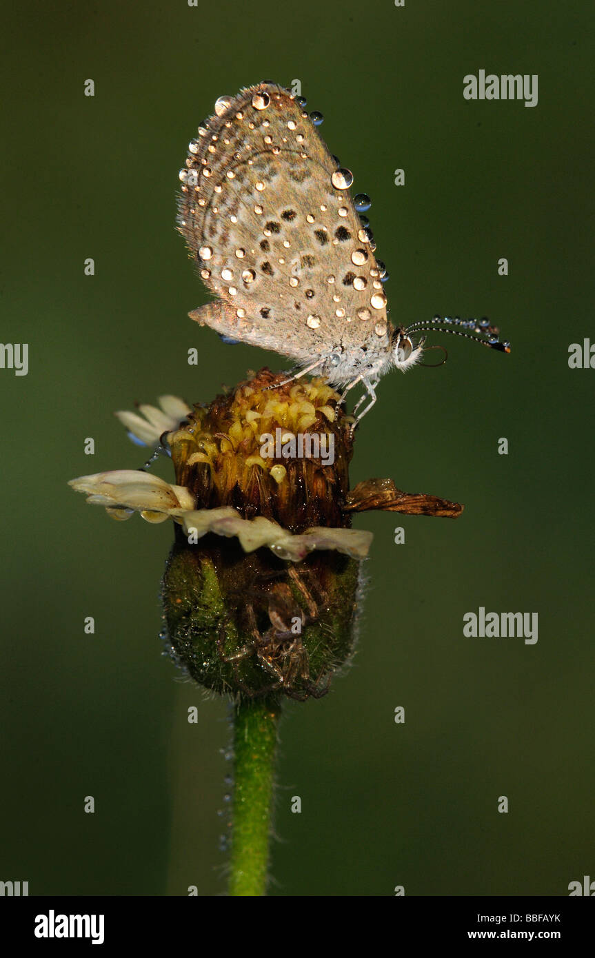 Dew covered pale grass blue butterfly sitting on a flower early in the morning with a spider underneath Stock Photo