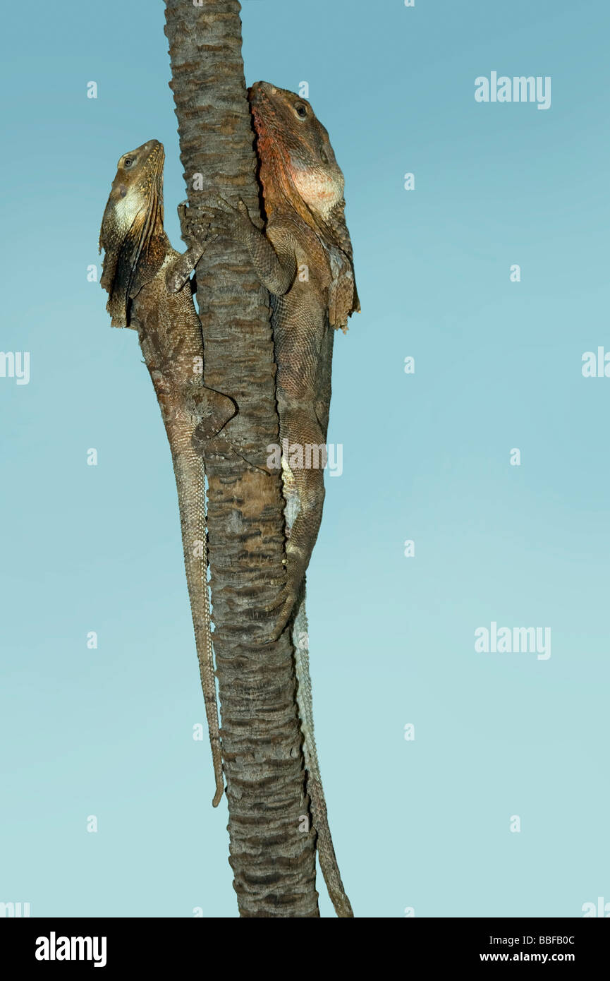 Frilled lizards Chlamydosaurus kingii resting with flattened frills blend in with palm trunk Northern Territory Australia Stock Photo