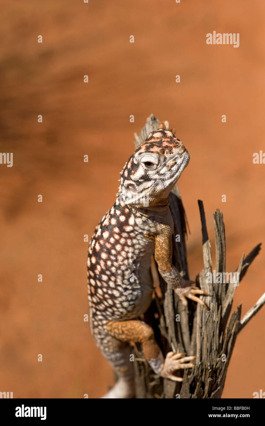 Agamidae High Resolution Stock Photography And Images Alamy Agamidae High Resolution Stock Photography And Images Alamy