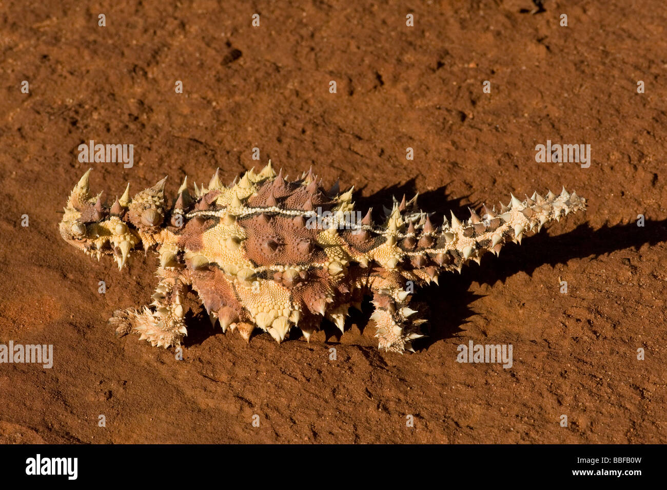 Thorny devil Moloch horridus Australia Stock Photo