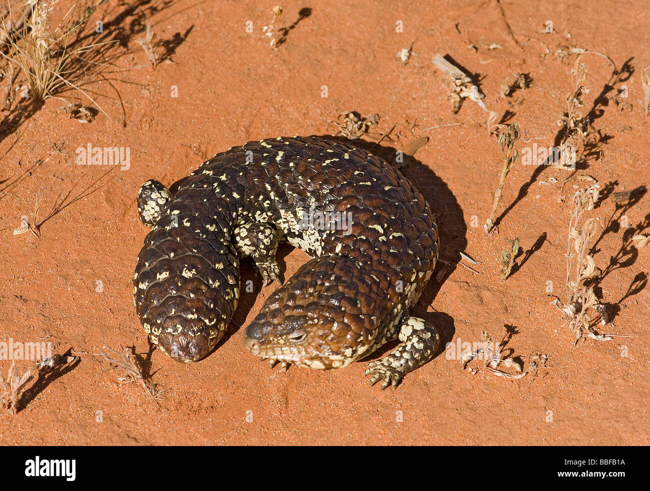 Shingleback or Australian sleepy lizard Stock Photo