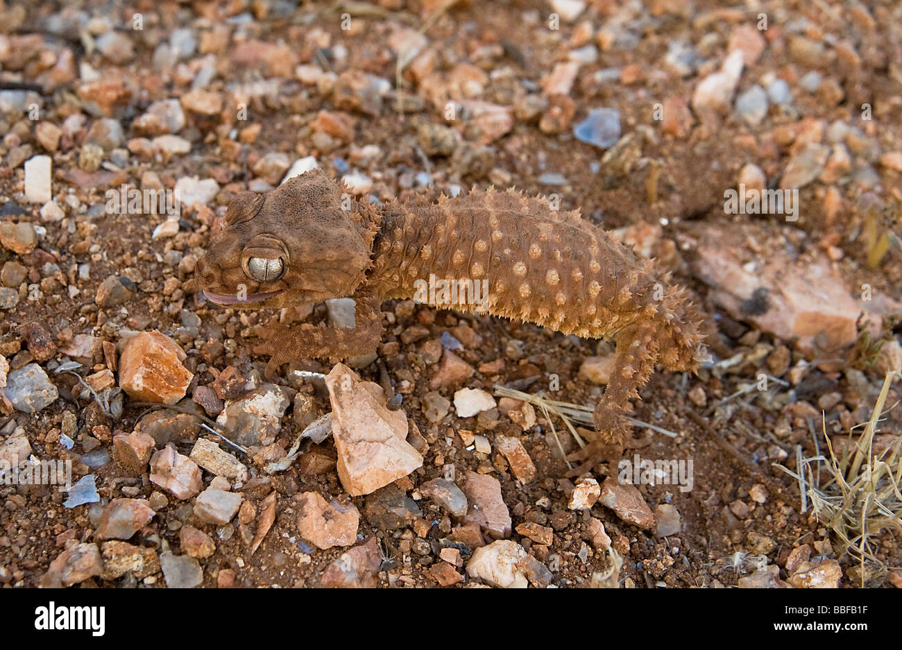 Rough knob tailed gecko camouflaged Australia Stock Photo