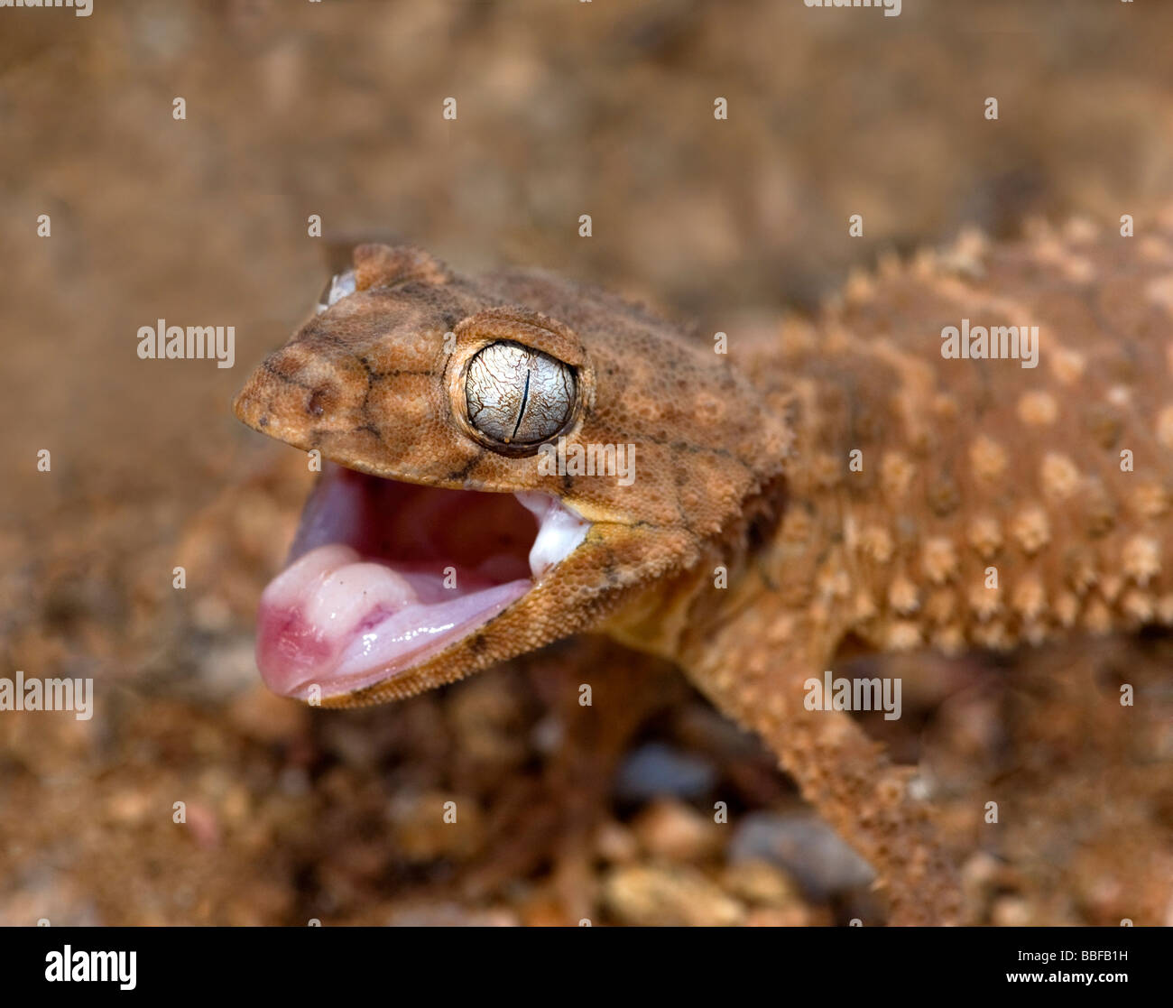 Threat display of rough knob tailed gecko Stock Photo