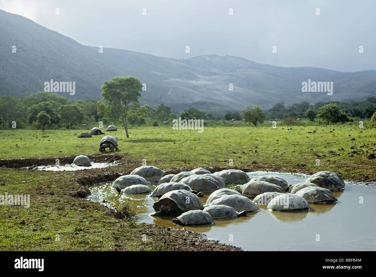 Giant tortoises wallow in temporary pools Isabela Galapagos Stock Photo