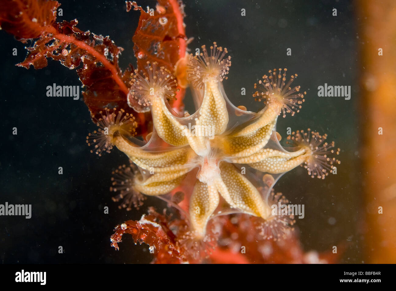 Stalked Jellyfish Stauromedusae Haliclystus spp Southeast Alaska Stock Photo