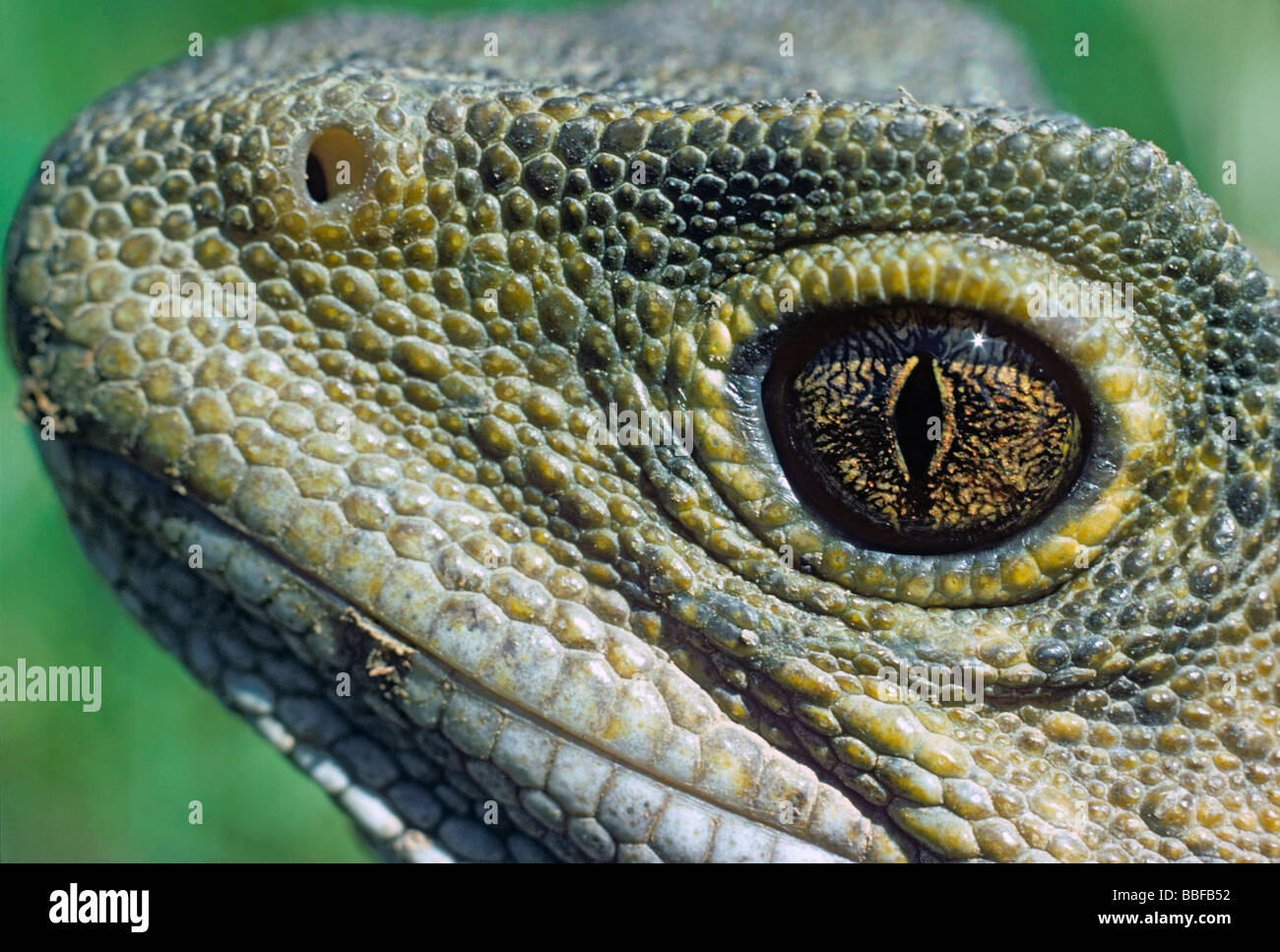 Tuatara Or Sphenodon High Resolution Stock Photography and Images - Alamy