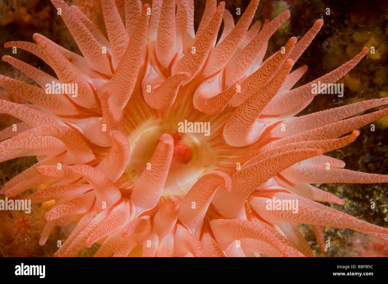 Crimson Anemone Cribrinopsis fernaldi Southeast Alaska Stock Photo