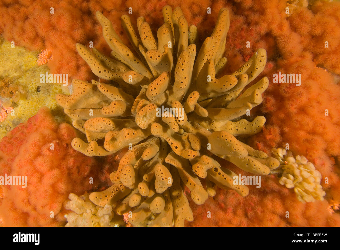 Finger Sponge Neoesperiopsis digitata Southeast Alaska Stock Photo Alamy