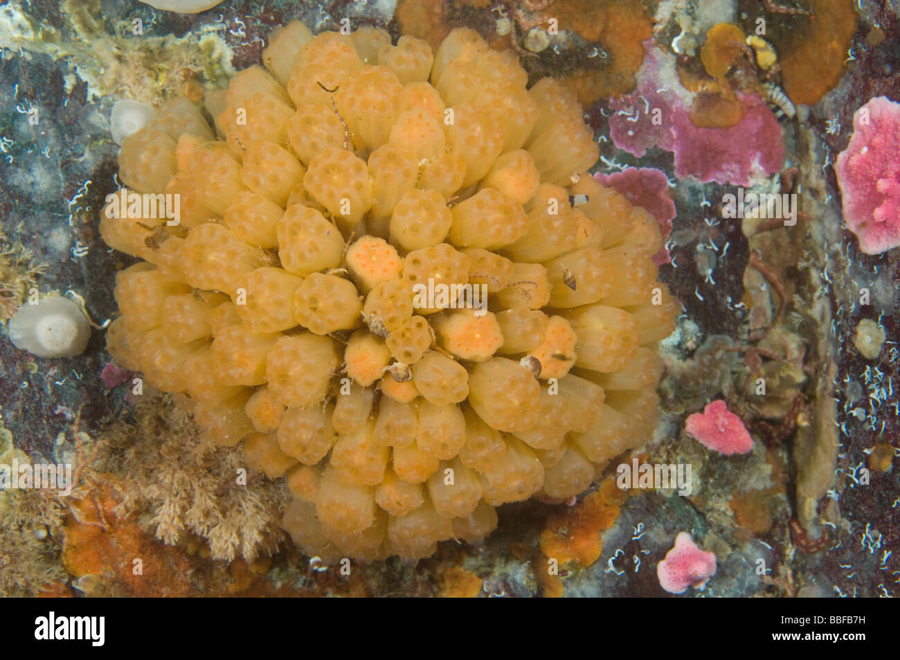Colonial Tunicate Distaplia occidentalis Southeast Alaska Stock Photo