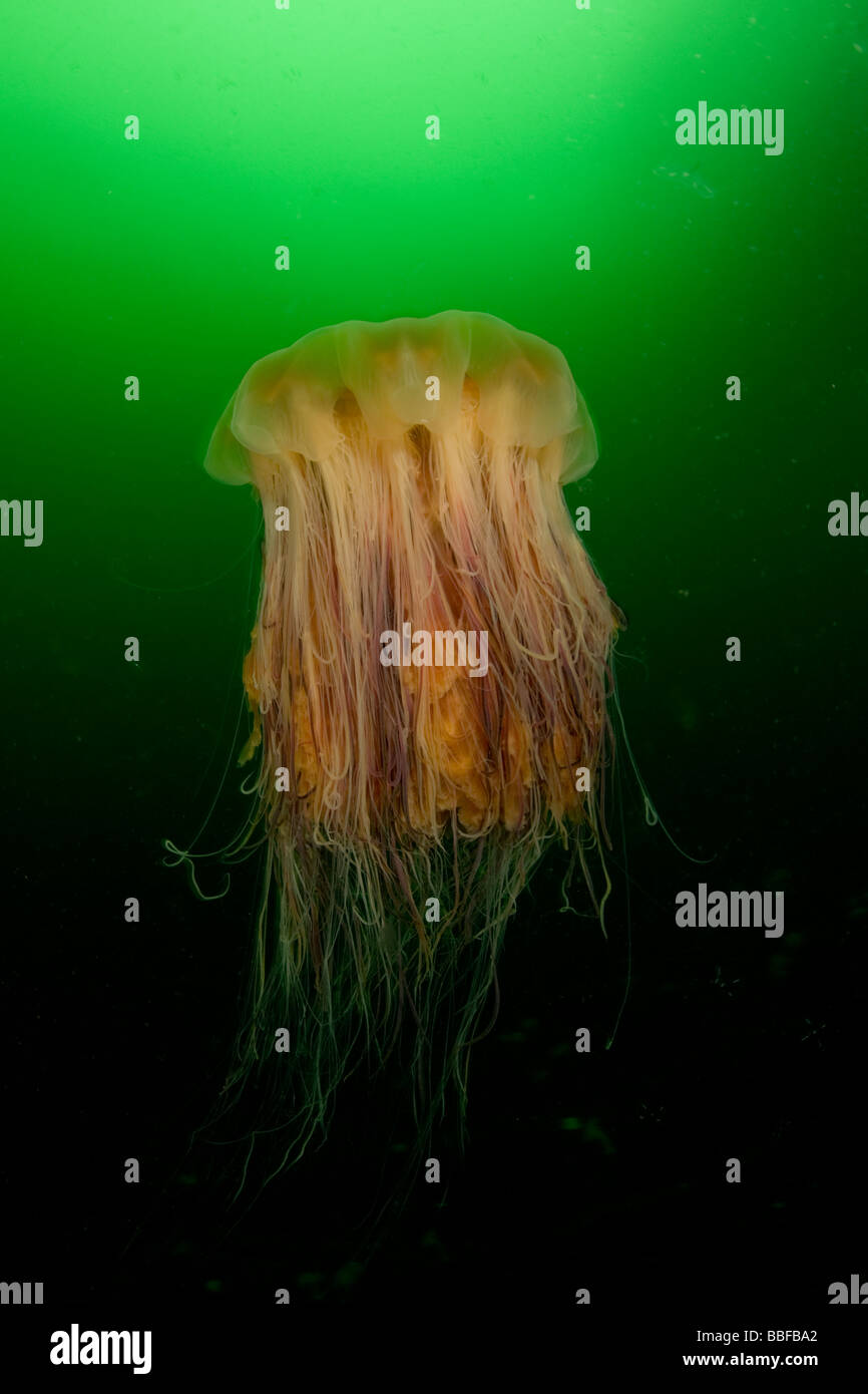 Fried Egg Jellyfish Phacellophora camtschatica Southeast Alaska Stock