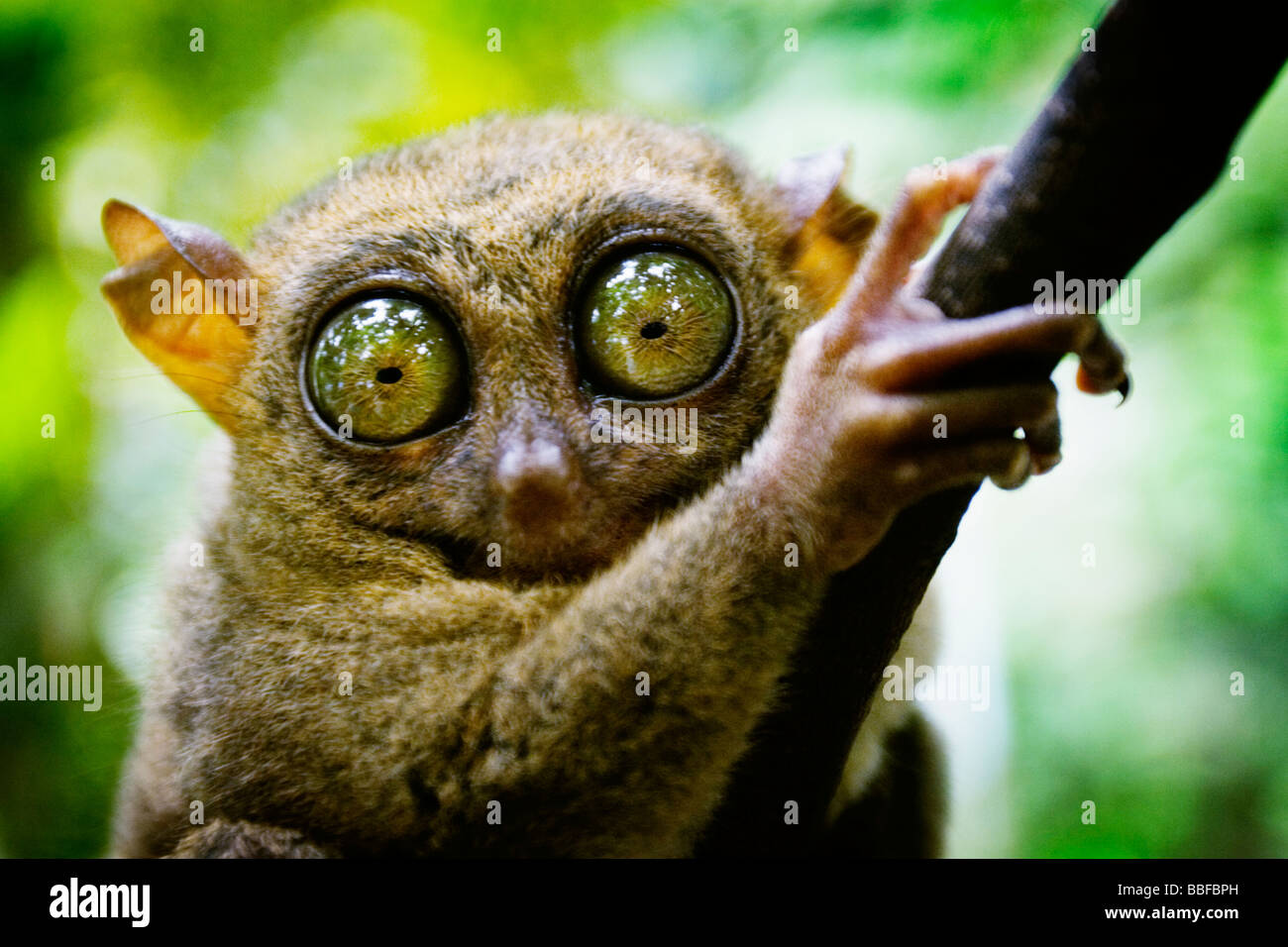 Tarsier has eyes that are larger than it's brain. Bohol island, Philippines Stock Photo Alamy