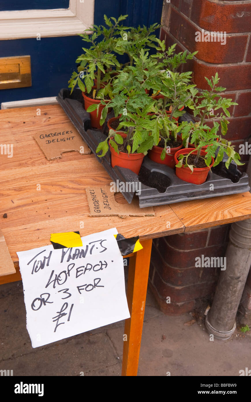 Tomato plants for sale outdoors in the uk Stock Photo Alamy