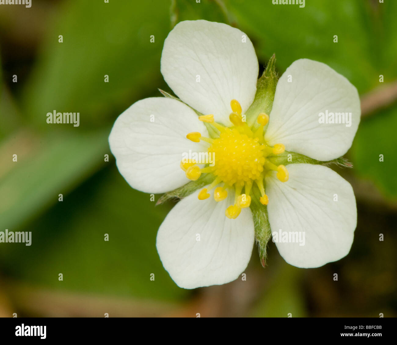 Fragaria vesca uk wild strawberry hi-res stock photography and images ...