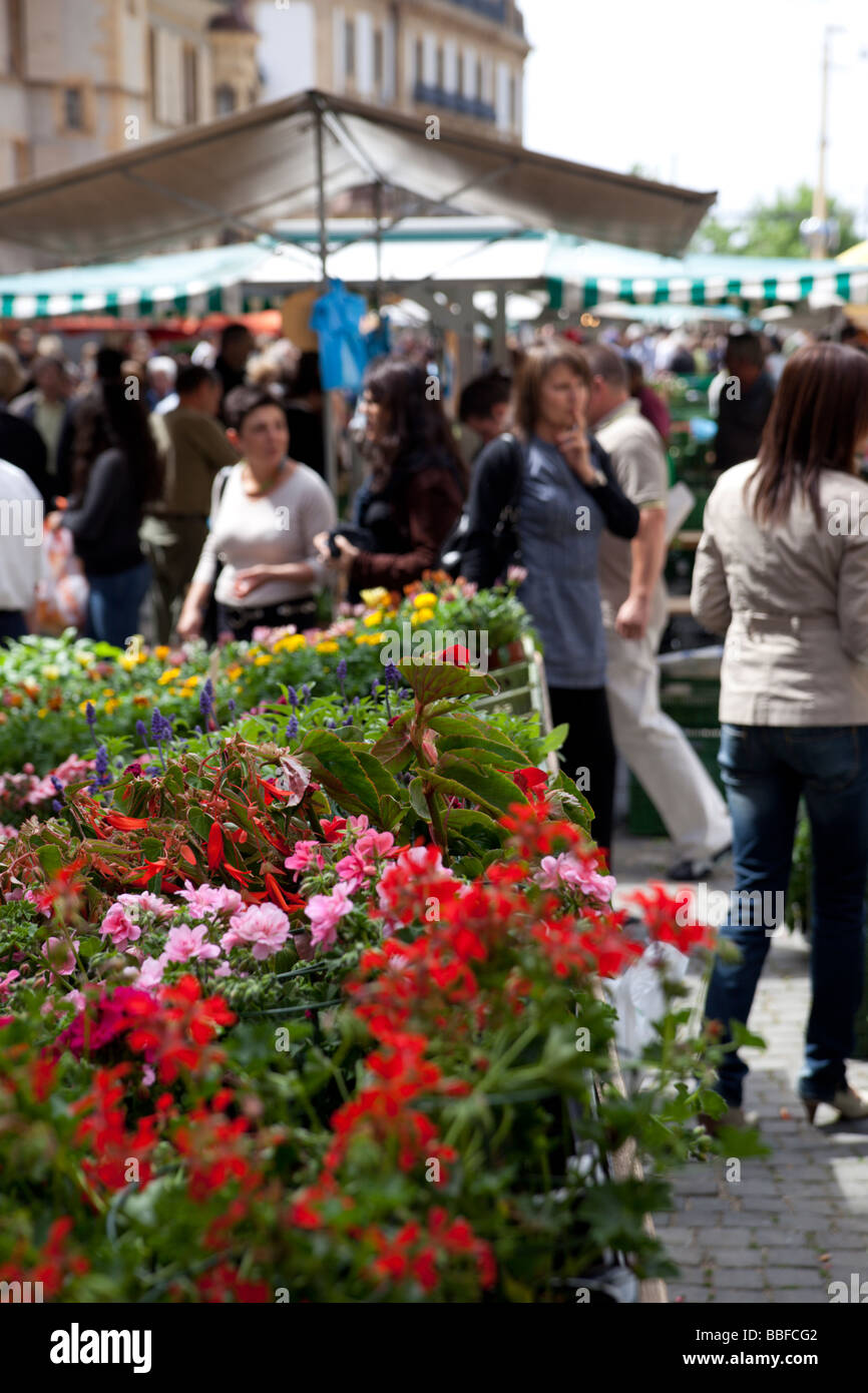 Flowers and plants at the Saturday fruit and vegetable market in