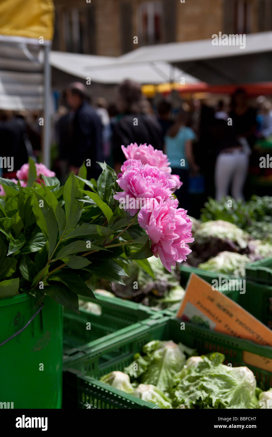 Cut peonies flowers at the Saturday market, Neuchatel, Switzerland. Charles Lupica Stock Photo
