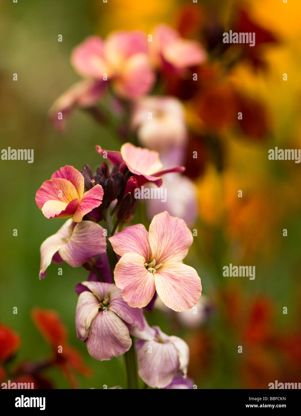 Mixed wallflowers erysimum Stock Photo Alamy