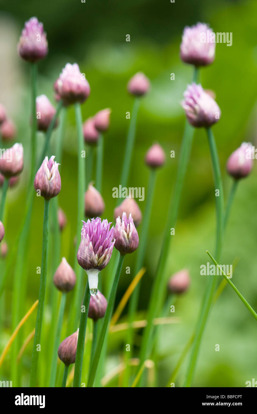Chives in bud Stock Photo