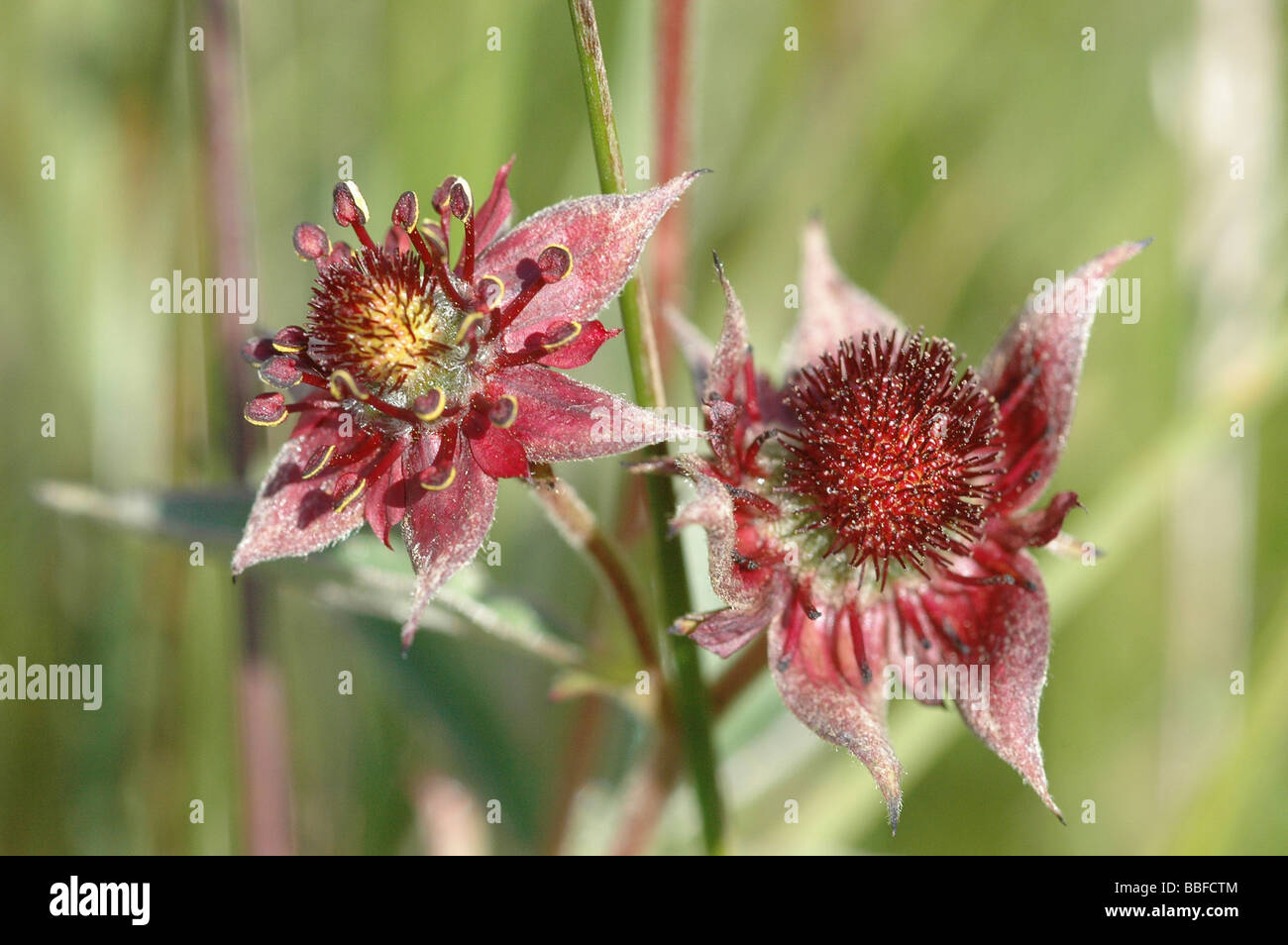 Marsh Cinquefoil flower Stock Photo