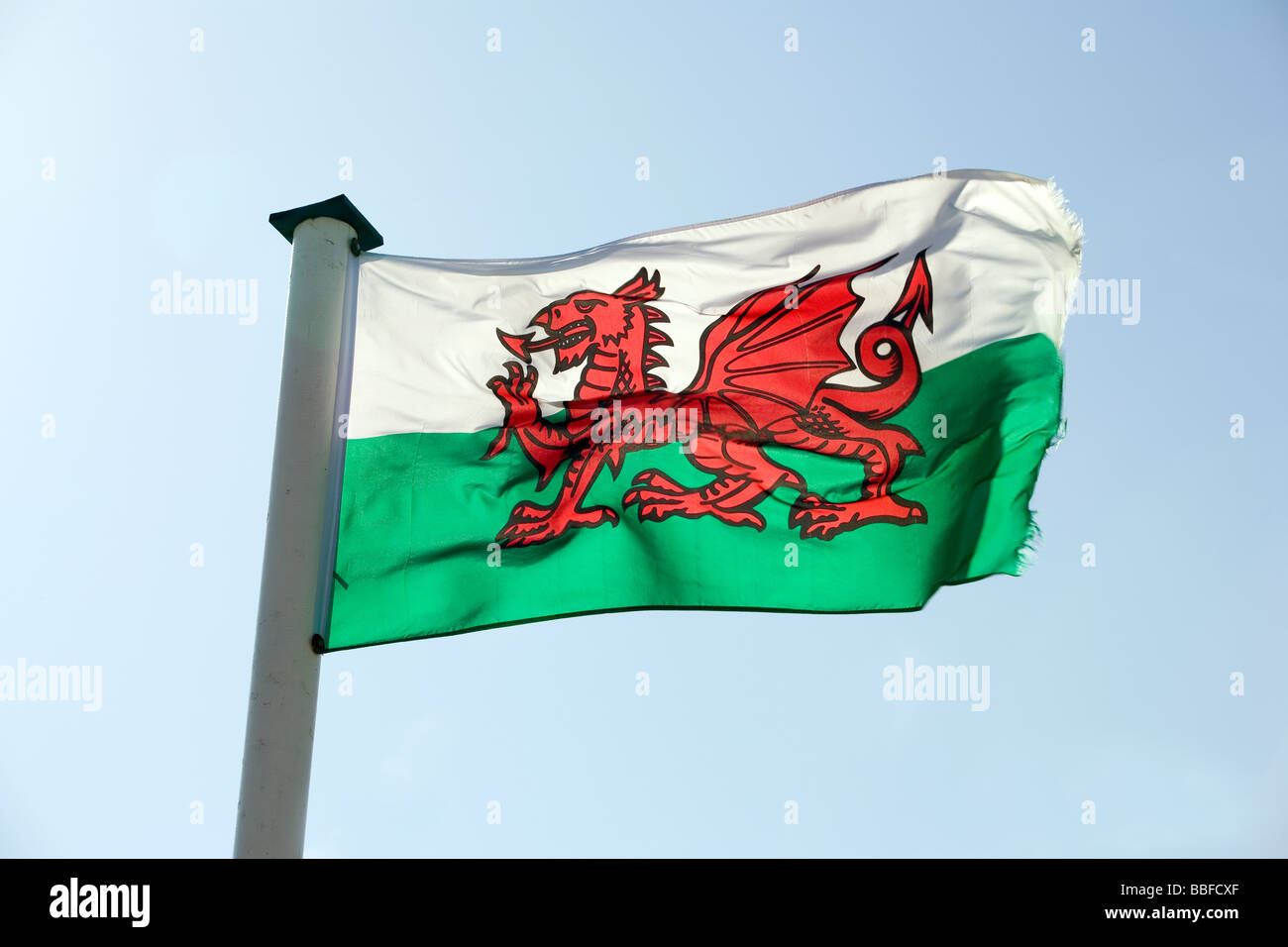 the welsh flag featuring a red dragon on a split white and red