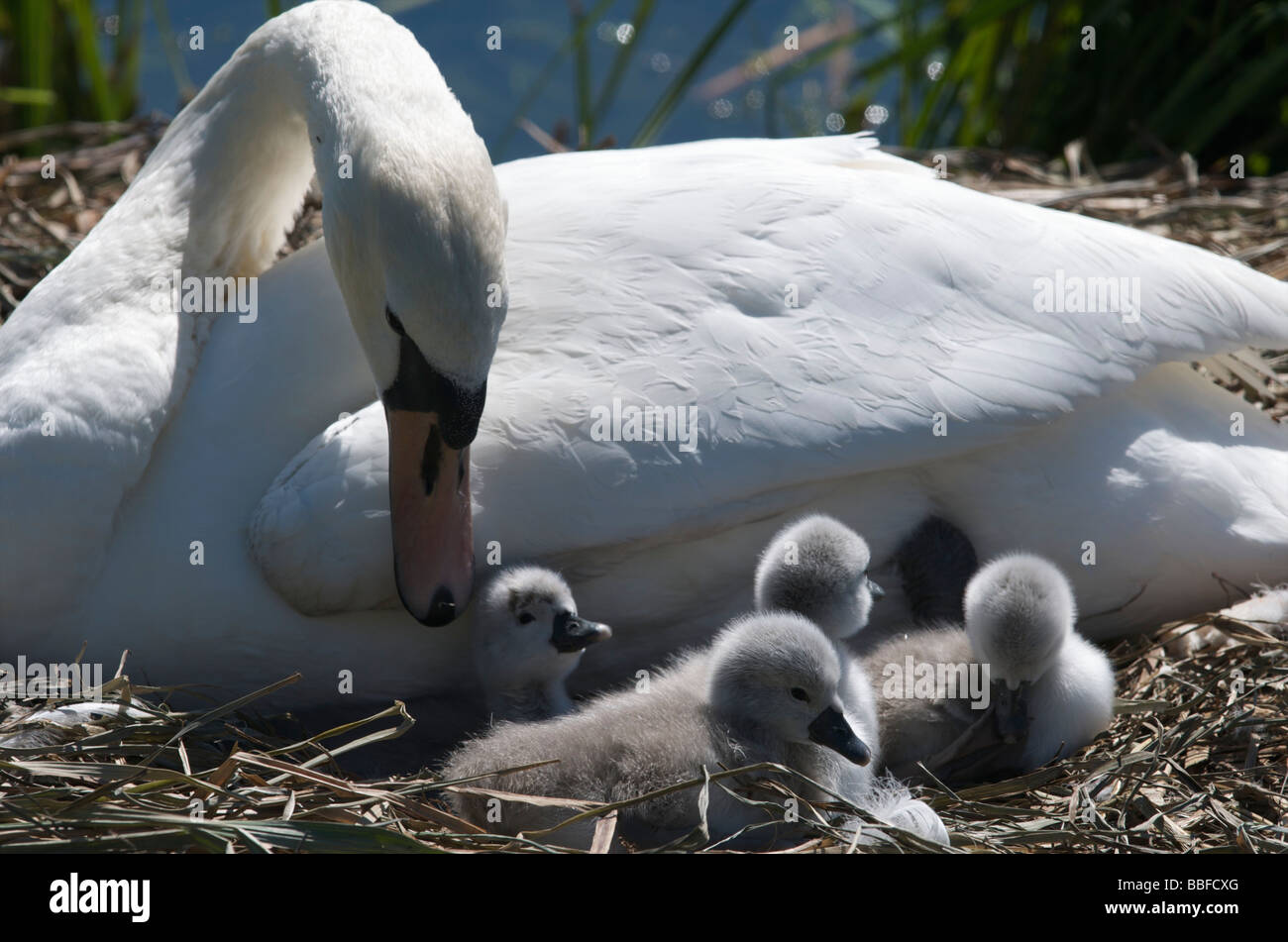 Female Mute Swan (pen) and her four cygnets on their nest Stock Photo