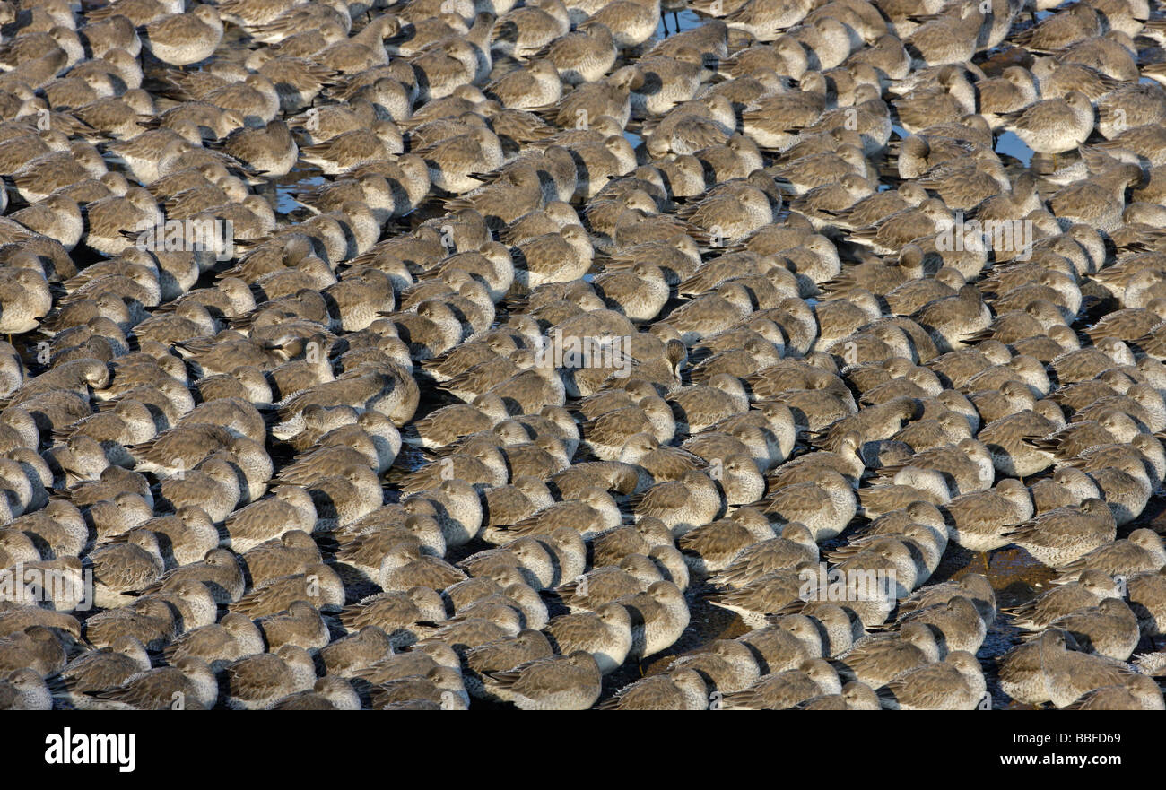 KNOT Calidris canutus roosting in tight packed flock on shore in winter plumage Liverpool Bay UK November Stock Photo