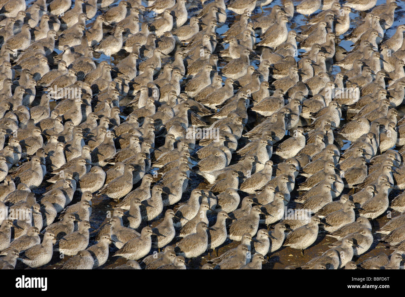 KNOT Calidris canutus in tight packed flock on shore in winter plumage Liverpool Bay UK November Knot Stock Photo