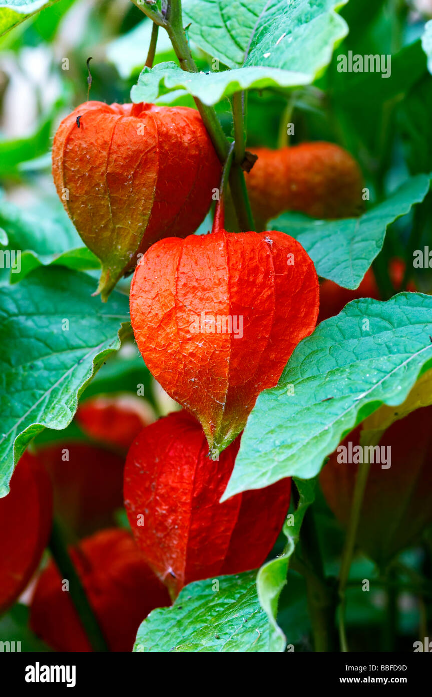 Physalis alkekengi fruit with the red husk hi-res stock photography and ...