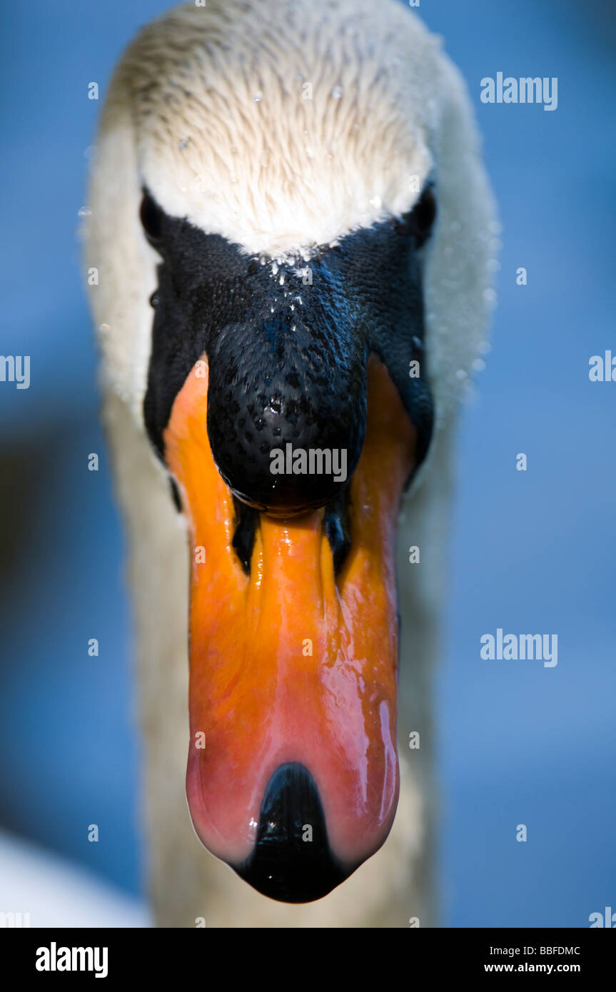 Mute Swan (Cygnus Olor) Portrait looking directly to camera Stock Photo