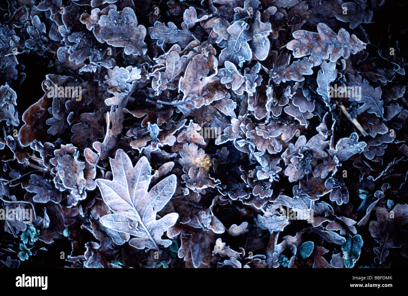 Frozen Oak leaves Stock Photo