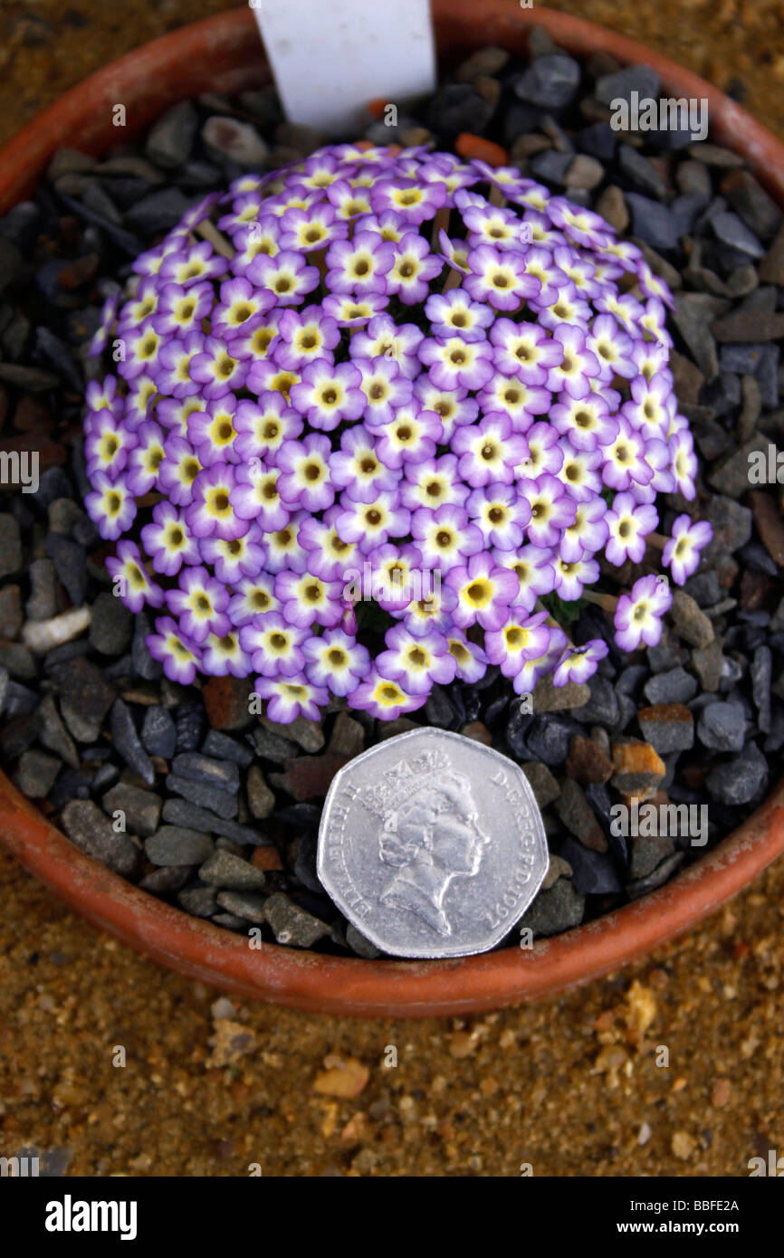 ALPINE PLANT DIONYSIA TANGO WITH A 50p COIN TO COMPARE SIZE. Stock Photo