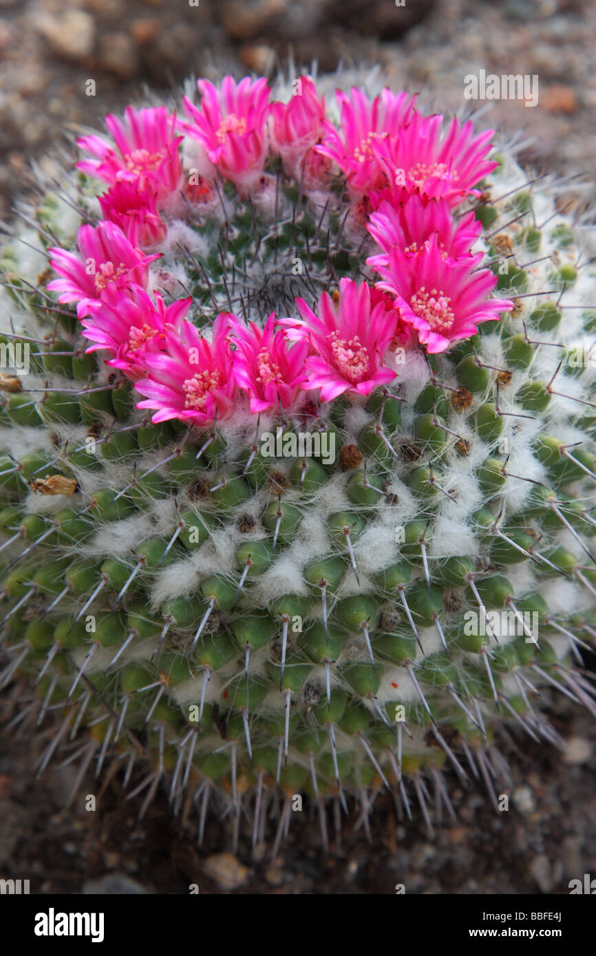 Cactus Mammillaria mammillaria sempervivi flowers blooming Stock Photo