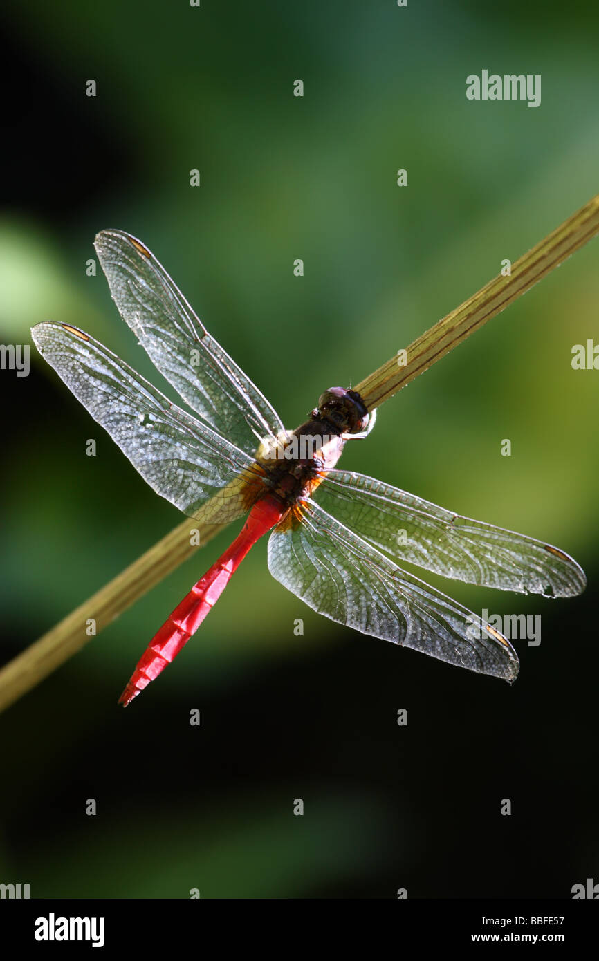 Clear Wings High Resolution Stock Photography and Images - Alamy