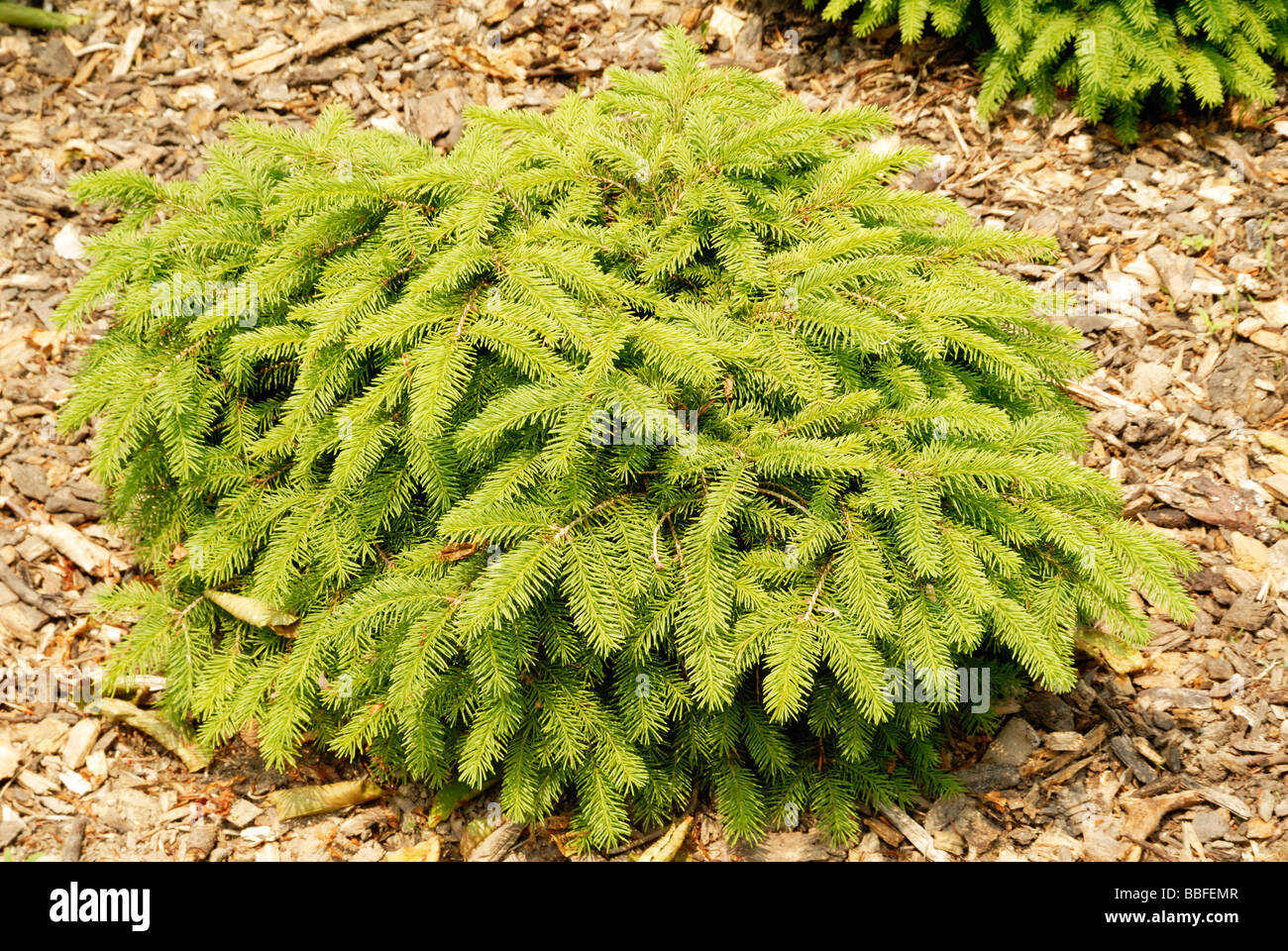 evergreen shrubs with a pine scent Stock Photo