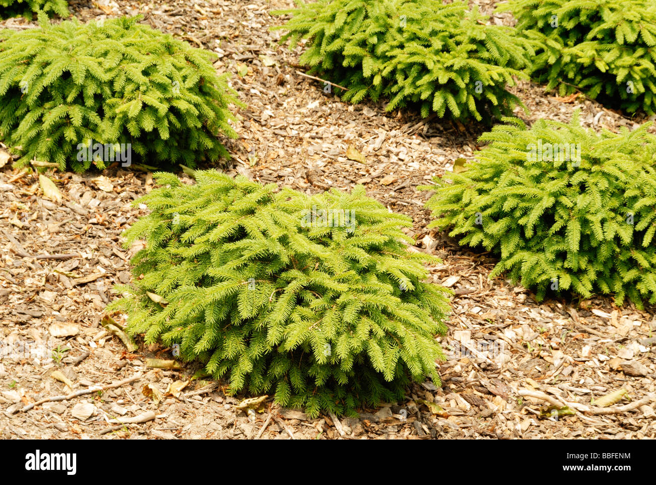 evergreen shrubs with a pine scent Stock Photo