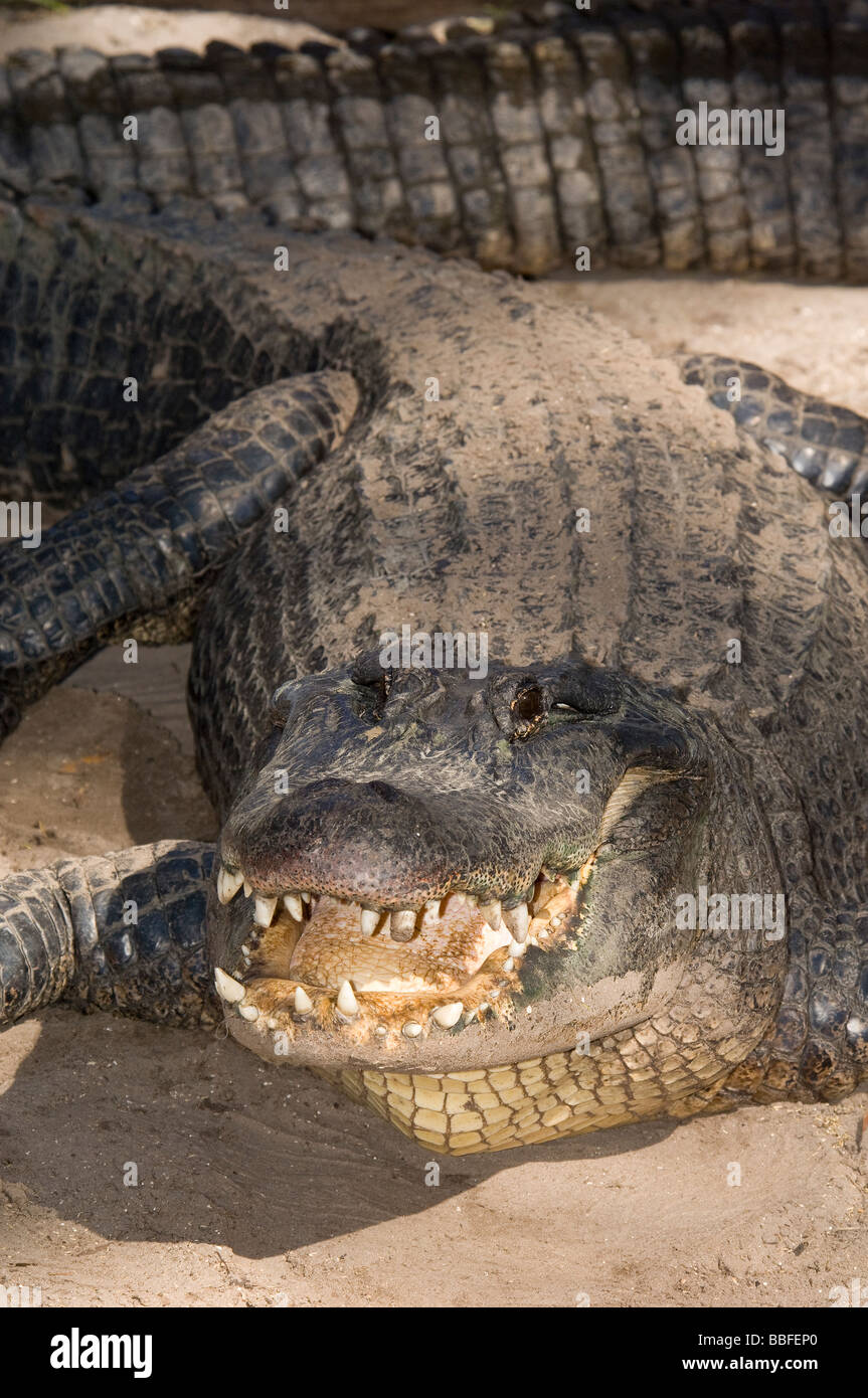 American Alligator Alligator mississippiensis Florida Stock Photo