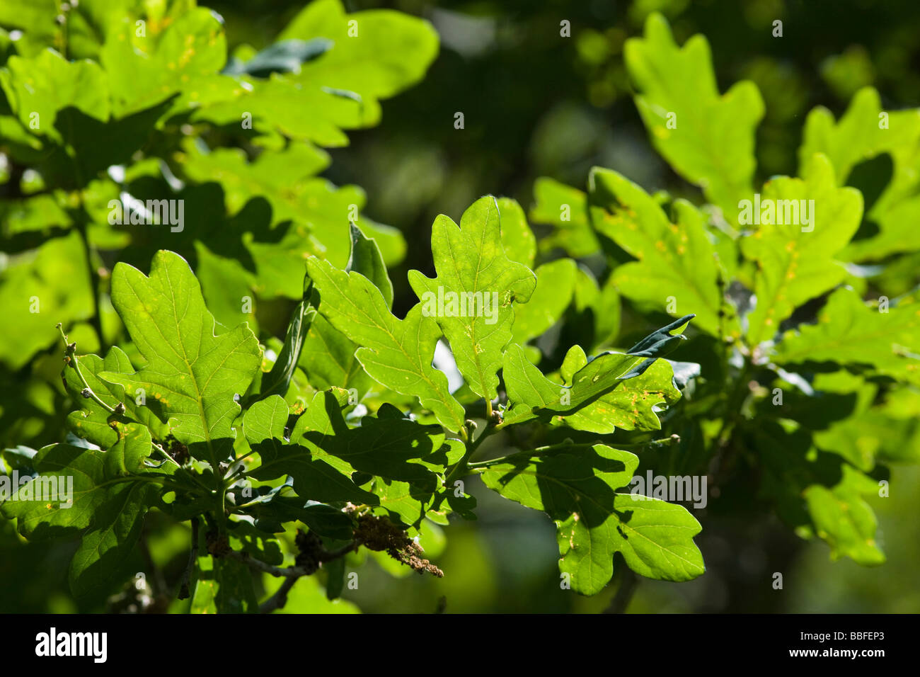 Oak tree leaves hi-res stock photography and images - Alamy