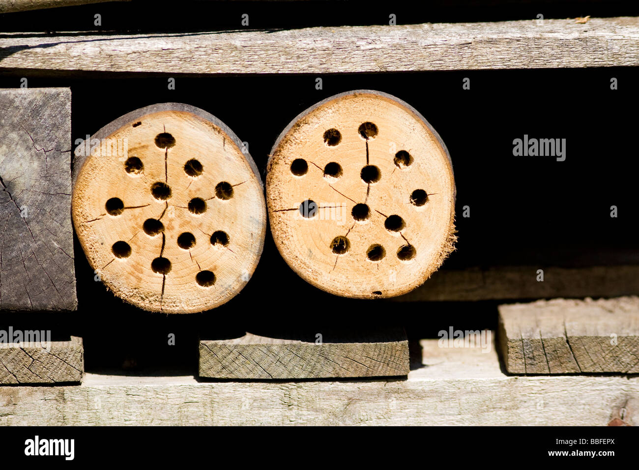 Logs with holes drilled in them as part of an insect refuge Kent UK Stock Photo