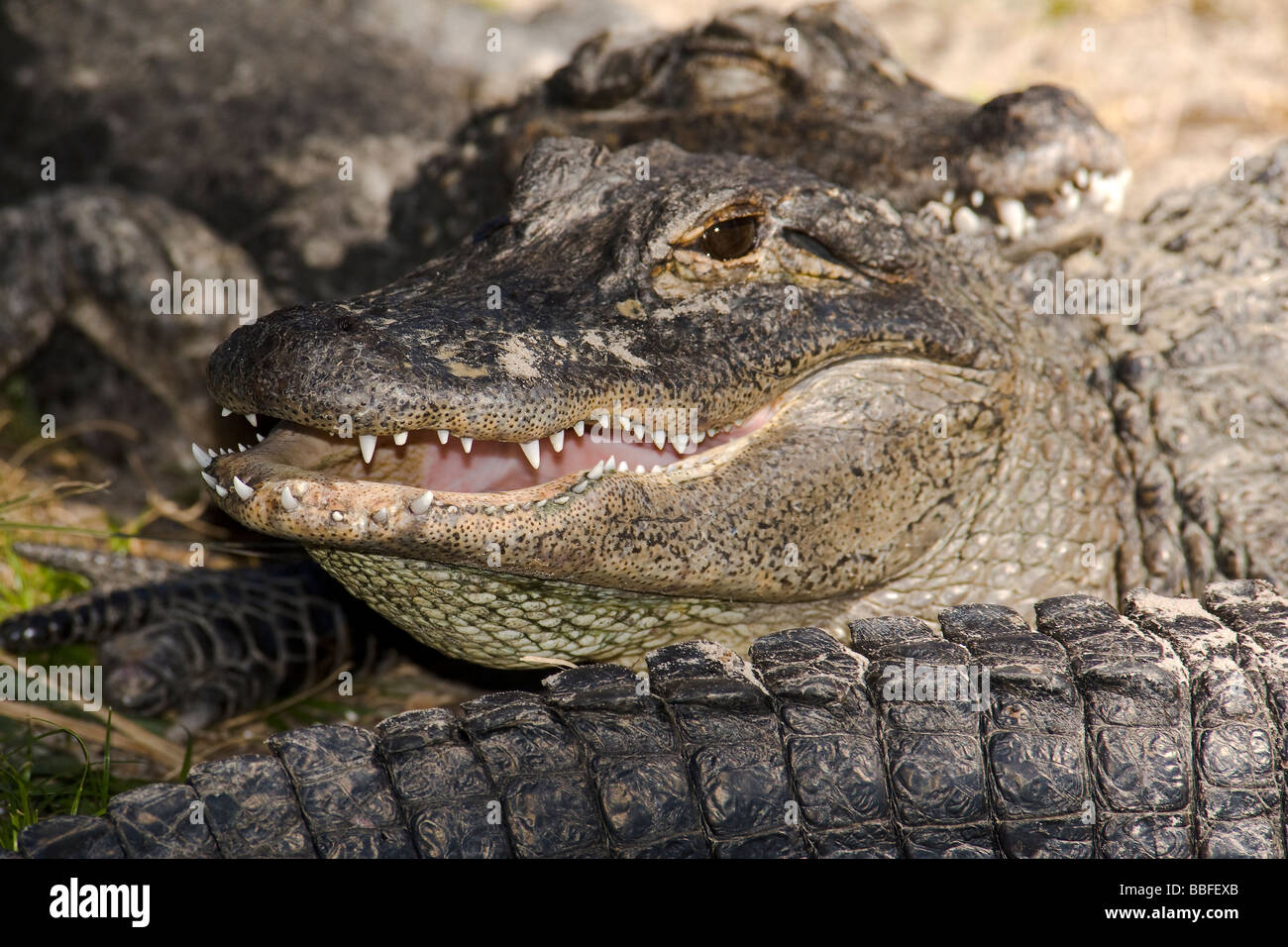 American Alligator Alligator mississippiensis Florida Stock Photo